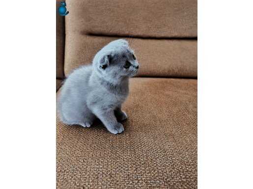 Safkan Güzellik Blue Point Scottish Fold 