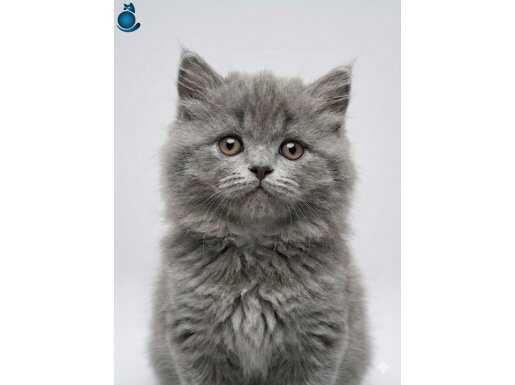 Safkan British Shorthair Blue | 2 Aylık, Tuvalet Eğitimli 