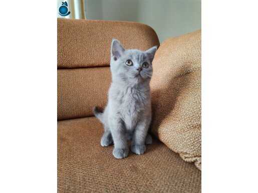 Biblo Güzelliğinde, Safkan Lilac British Shorthair