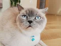 Cookie’ye Ömürlük Yuvasını Arıyoruz
