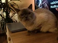 Cookie’ye Ömürlük Yuvasını Arıyoruz
