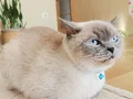 Cookie’ye Ömürlük Yuvasını Arıyoruz