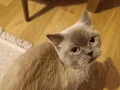 Cookie’ye Ömürlük Yuvasını Arıyoruz