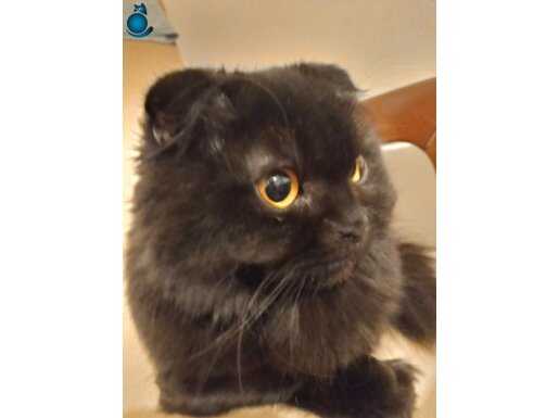 Kedimize Ev Arıyoruz