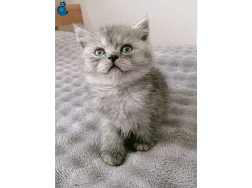 British Shorthair Sevimli Yavrular