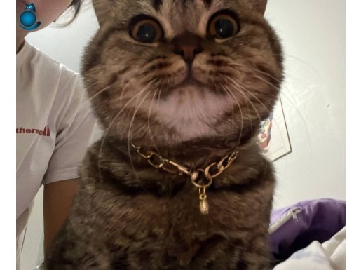 1 yaşında dünyanın en uysal kedisi