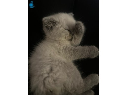Güzeller Güzeli Silverpoint British Shorthair Yavrusu