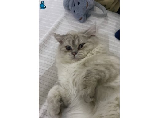 Orjinal ırk erkek brıtısh longhair 