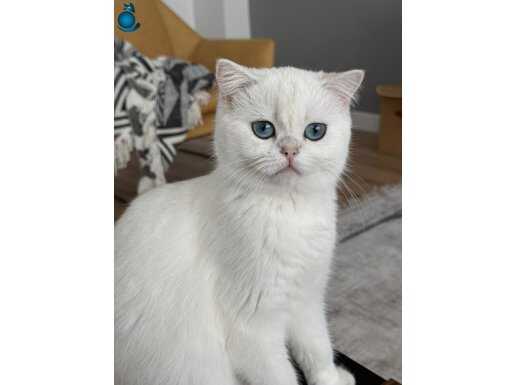 Silver Point british shorthair nadir renk 