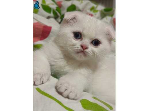 Kartopu Saflığında 2 Aylık British Shorthair Yavrusu