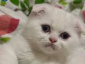 Kartopu Saflığında 2 Aylık British Shorthair Yavrusu