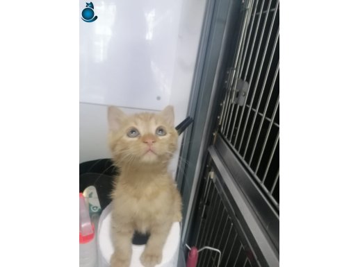 Sarman yavru yuva arıyor