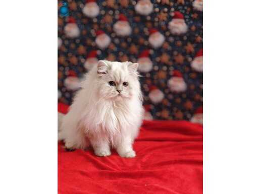 Şecereli Üst kalite ny1133 Silver point yavrumuz