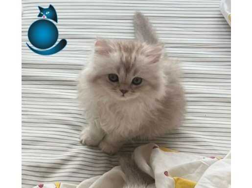 Çok cana yakın uyumlu sevimli oyuncu