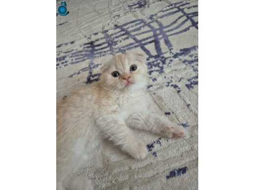 Tatlı scottish fold yavrularımıza yuva arıyoruz