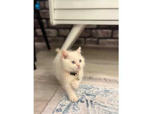 Beyaz maviş yuvasını bekliyor.