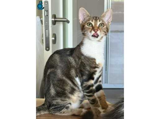 OĞLUMUZ NOHUT'UACİL SAHİPLENDİRİYORUZ!