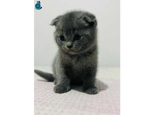 ÖMÜRLÜK ARKADAŞ: A KALİTE TÜYLÜ DİŞİ SCOTTISH FOLD