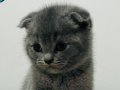 ÖMÜRLÜK ARKADAŞ: A KALİTE TÜYLÜ DİŞİ SCOTTISH FOLD