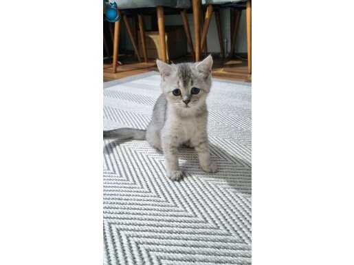 SEVİMLİ BEBEK YUVASINI ARIYOR