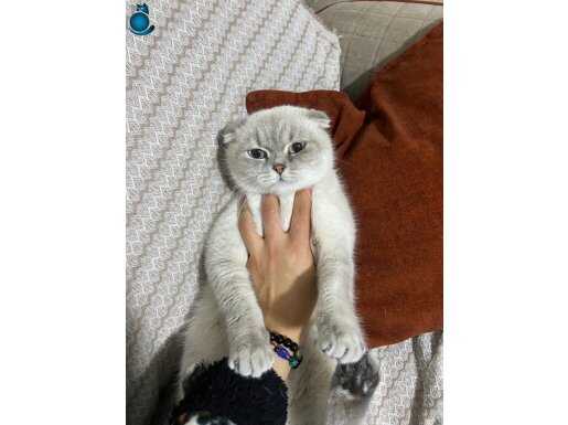 1 Yaşında Akıllı ve Uslu Scottish Straight Dişisi