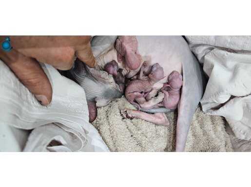 Yeni doğum mamaya düsünce teslim edilecek son 2 disi