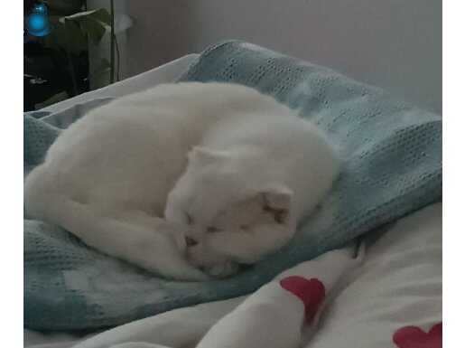 Kedimize iyi bakıcak birini ariyoruz