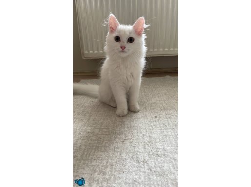 3 aylık çok sevecen tuvelet eğitimli iç dış parazit aşı tam