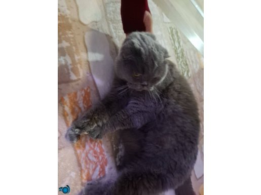 Sıfır kulak safkan Scottish Fold Dişi yuva arıyor