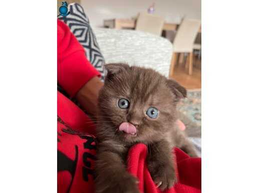 Nadir Renkli Scottish Fold Dişi 1.5 Aylık Tuvalet Eğitimli
