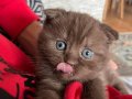 Nadir Renkli Scottish Fold Dişi 1.5 Aylık Tuvalet Eğitimli