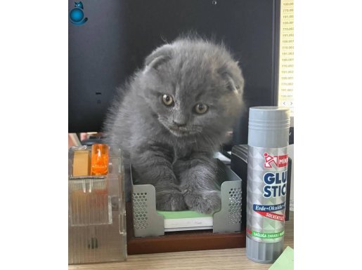 Yavrumuza Mutlu bir yuva istiyoruz.