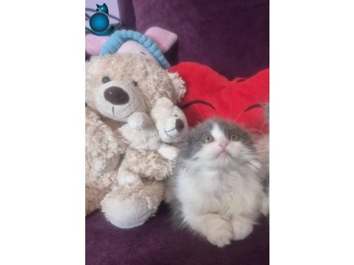 Mia: İpeksi Scottish Fold Longhair Bicolor