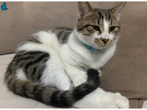 Güzeller güzeli boncuk 