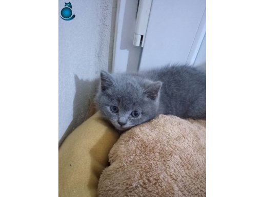 60 günlük British Shorthair