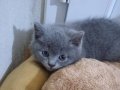 60 günlük British Shorthair