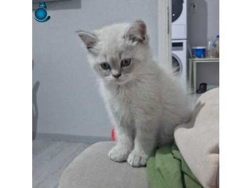 Mavi gözlü bluepoint yavrumuz yeni sahibini bekliyor