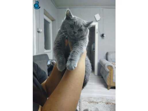 Afyon Başmakçı'da Safkan Ayı Kafa British Shorthair Yavruları