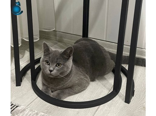 British shorthair yalova