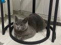 British shorthair yalova