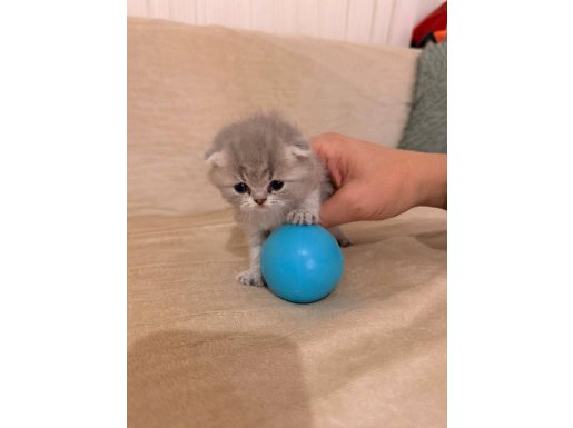 Bursa Osmangazi İçi Elden Teslim Top Kafa Gri Scottish Fold 