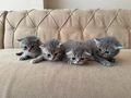 British Shorthair uyguna verilecek anne baba secereli