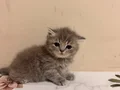 British Shorthair uyguna verilecek anne baba secereli