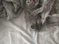 British Shorthair uyguna verilecek anne baba secereli
