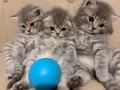 British Shorthair uyguna verilecek anne baba secereli