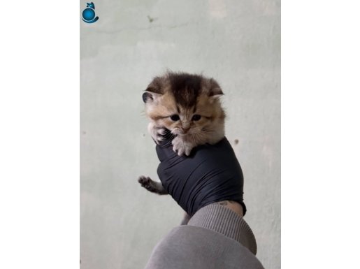 2 Dişi 4 Erkek yavrularıma Sizlerde aile olmak istermisiniz?