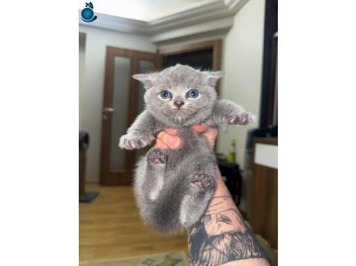 Prens yavrularıma aile olmak istermisiniz