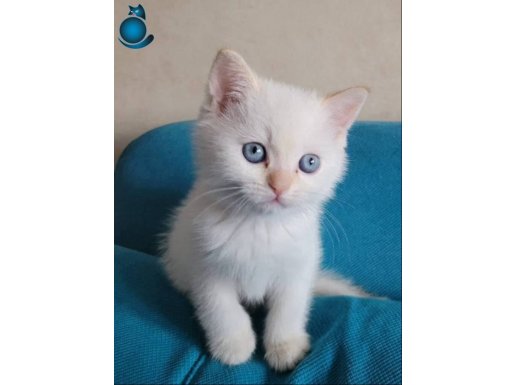 Ankara Çankaya’da British Shorthair Yavrusu: Yeni Yuvasını Bekliyor