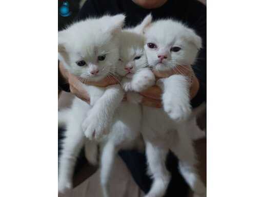 Beyazın En Saf Hali British Shorthair Yavruları