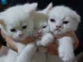 Beyazın En Saf Hali British Shorthair Yavruları